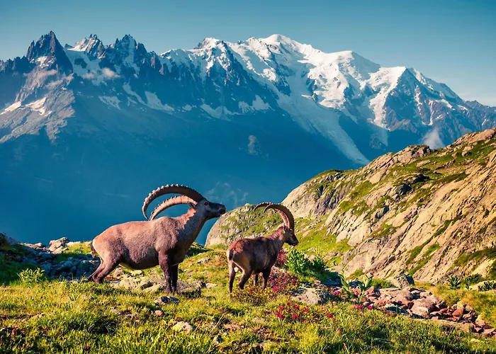 Apartment De Lognan- Les Drus 12 - Happy *